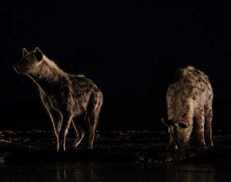 Hienas desierto.